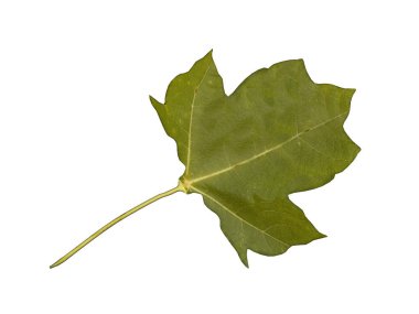 yeşil akçaağaç yaprağı damarlar ve petiole