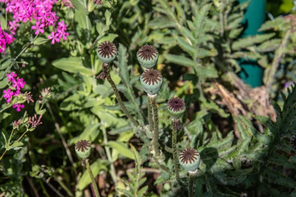 Flowered Poppy Plants Seed Pods — Stock Photo, Image