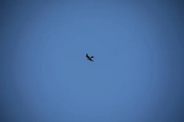 Roofvogel Havik Cirkels Foerageert Blauwe Lucht — Stockfoto