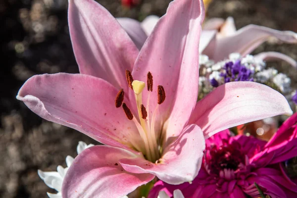 Piękny Kwiat Lilii Stamenami — Zdjęcie stockowe