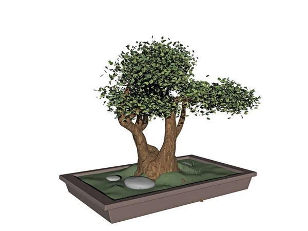 Piccolo Albero Bonsai Una Fioriera Quadrata — Foto Stock