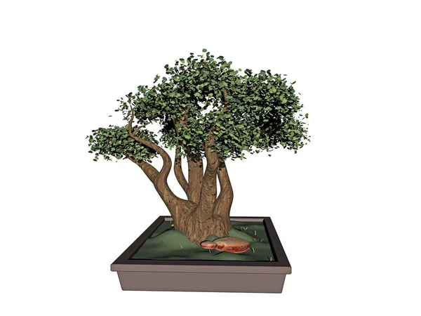 Piccolo Albero Bonsai Una Fioriera Quadrata — Foto Stock