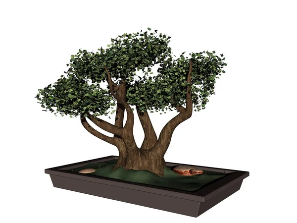 Piccolo Albero Bonsai Una Fioriera Quadrata — Foto Stock