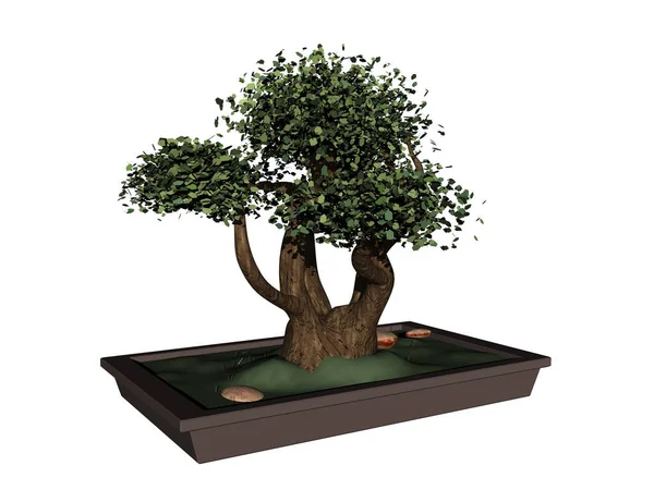 Pequena Árvore Bonsai Plantador Quadrado — Fotografia de Stock
