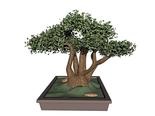 Piccolo Albero Bonsai Una Fioriera Quadrata — Foto Stock