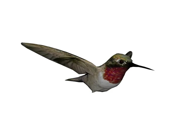 Kolibri Mit Der Luft Ausgebreiteten Flügeln — Stockfoto
