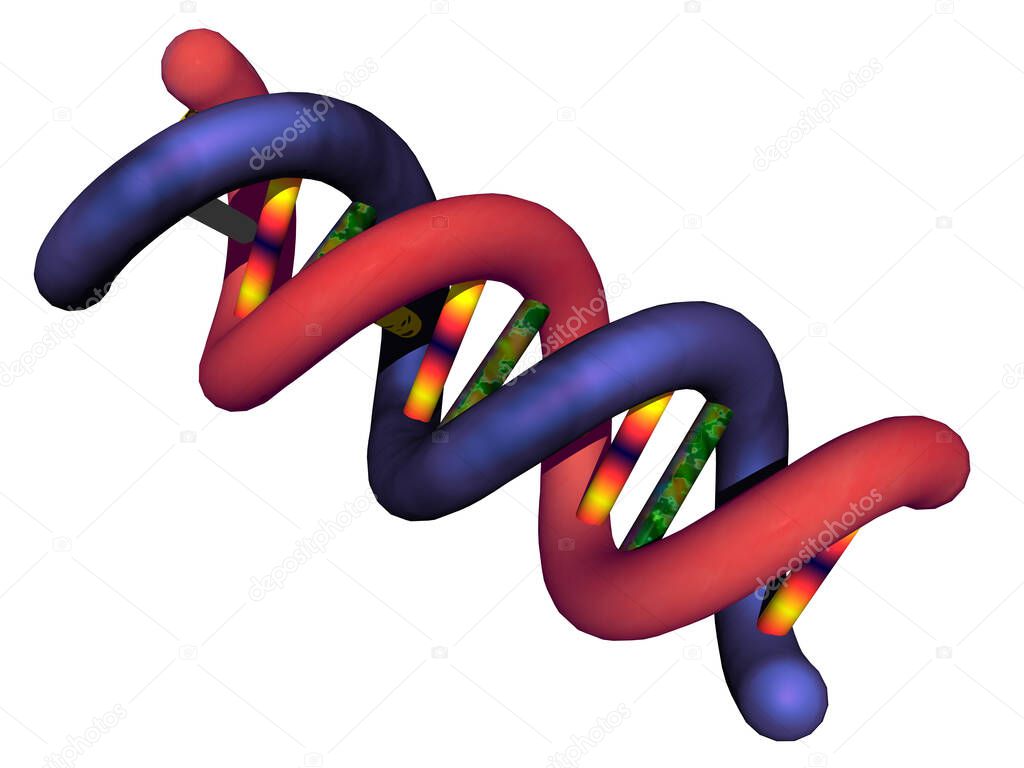 convoluted double helix of genetic material