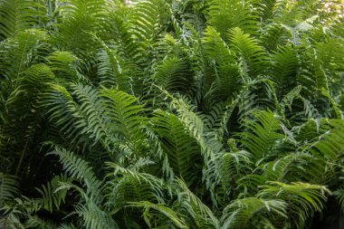 Ağaçların arasında eğreltiotu bitkileri olan sık bir orman.