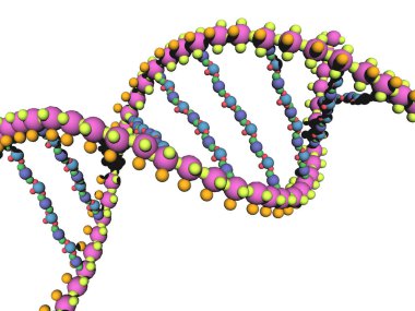 Genetik materyalin DNA iplikleri çift sarmal şeklinde bükülmüş.