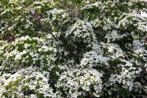 Laubbaum Mit Großen Weißen Blüten Und Grünen Blättern — Stockfoto