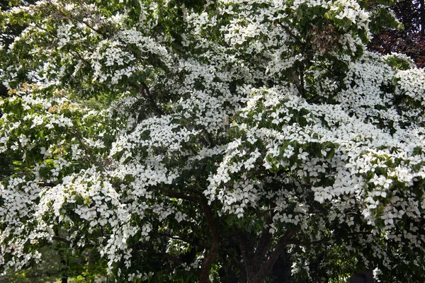 Opadavý Strom Velkými Bílými Květy Zelenými Listy — Stock fotografie