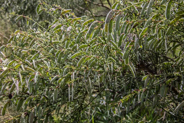 Gorse Bush Drodze Strąków Wypełnionych Nasionami — Zdjęcie stockowe