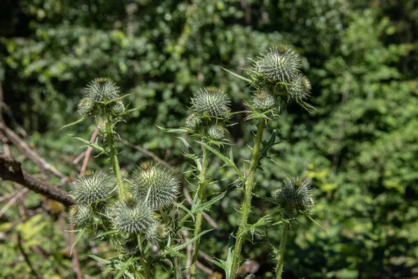 Kugeldisteln Mit Knospen Und Stacheligen Blättern — Stockfoto