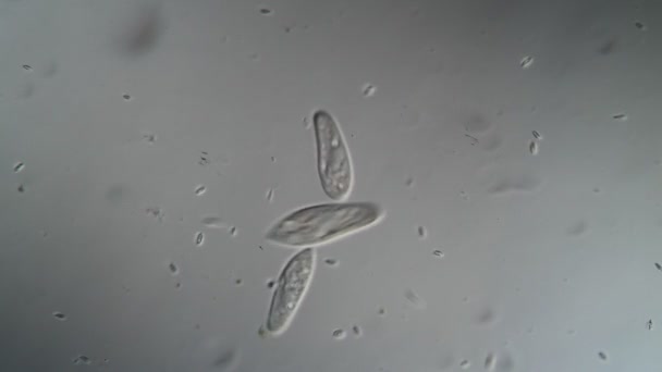 Jednobuněčná pantofle zvířata plavou v kapkách vody pod mikroskopem