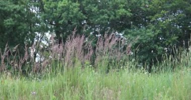 Uzun otların sapıkları rüzgarda yavaşça hareket eder.