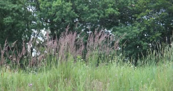 Stalks Tall Grass Move Easily Gently Wind — Stock Video