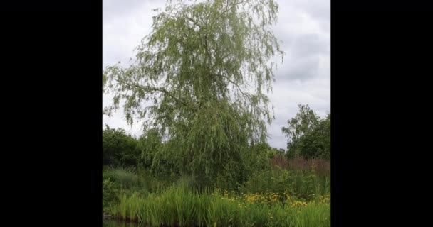 Árbol Caducifolio Alto Hojas Altas Hierba Cerca Del Agua Mueven — Vídeos de Stock