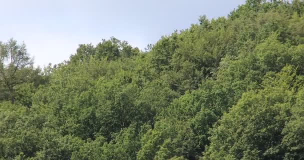 grande forêt dense verte sur une pente de montagne sous un ciel d'été