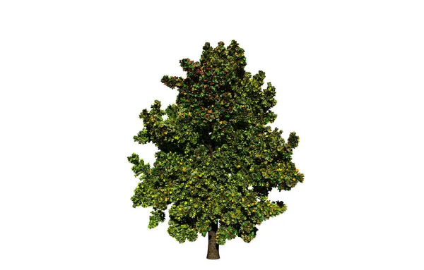 Zelený Listnatý Strom Poli — Stock fotografie