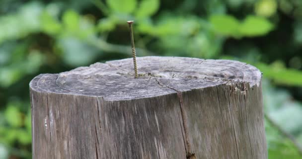 Hand Sledgehammer Nails Screw Tree Stump — Stock Video