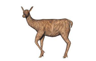 Kahverengi kürklü geyik ormanın kenarında duruyor.