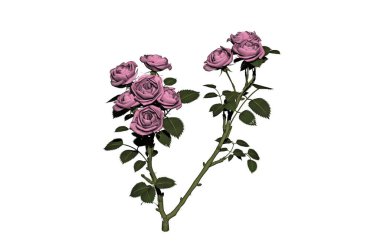 Çiçekli ve dikenli gül çalısı