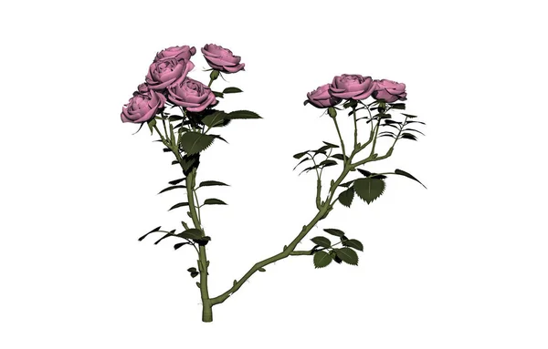 Rose Bush Flowers Thorns — Stock Photo, Image