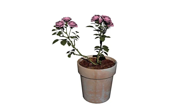 Rosa Arbusto Con Flores Espinas — Foto de Stock