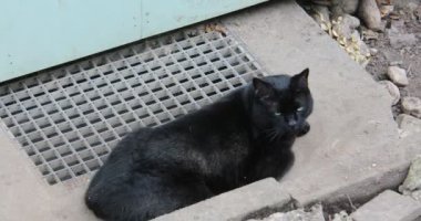 Kedi açıkta yatıyor ve dinleniyor, dikkatlice etrafa bakıyor.