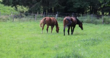 Kahverengi atlar otlaktalar ve taze yeşil otlar yiyorlar.