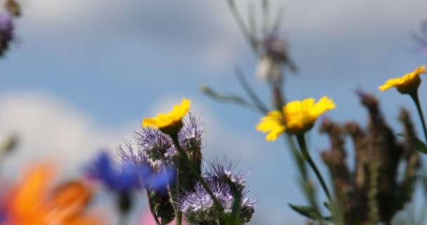 Piękne Kolorowe Łąki Kwiat Wizytą Pszczół Miodnych — Wideo stockowe