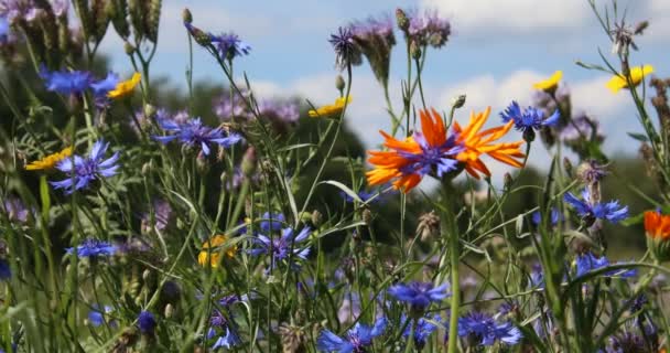 Piękne Kolorowe Łąki Kwiat Wizytą Pszczół Miodnych — Wideo stockowe