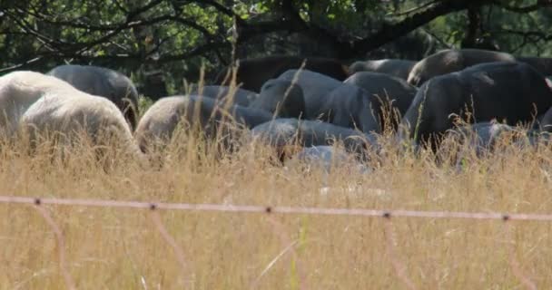 Dans Chaleur Midi Foule Moutons Ombre Sous Les Arbres — Video