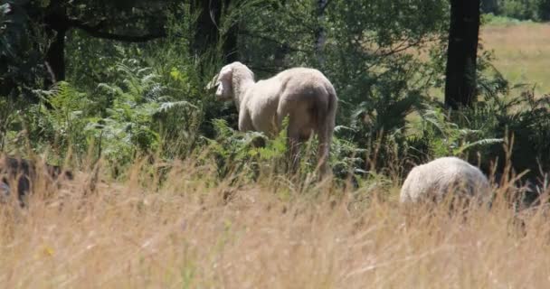 Midday Heat Sheep Crowd Shade Trees — Stock Video