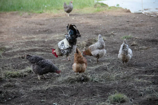 Цыплята Клюют Лугу Еды — стоковое фото