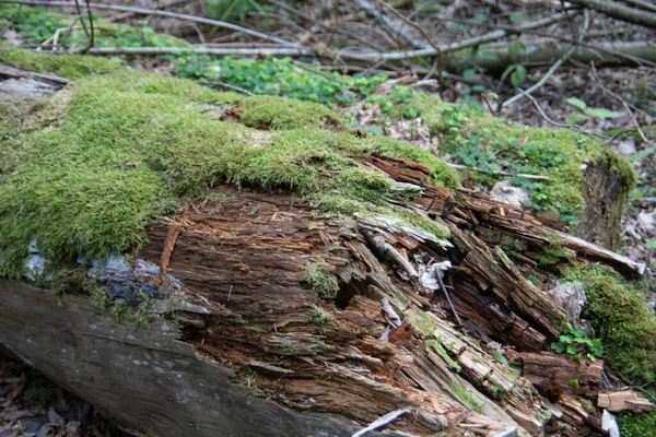 Möglig Mossbelagd Stubbe Runt Skogen — Stockfoto