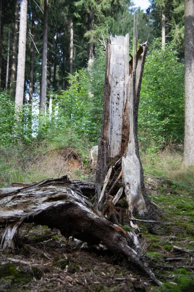 Träd Stubbe Fälld Och Förstörd Storm Och Blixt — Stockfoto