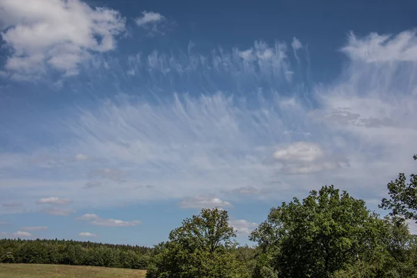 Paesaggio Erica Con Erbe Singoli Alberi — Foto Stock