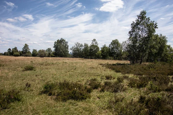 Paesaggio Erica Con Erbe Singoli Alberi — Foto Stock