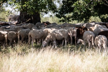 Öğlen sıcağında, koyunlar ağaçların altındaki gölgede toplanır.