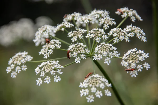 Beyaz Çiçekli Umbelliferae Kırmızı Kahverengi Yumuşak Böceklerle Doludur — Stok fotoğraf