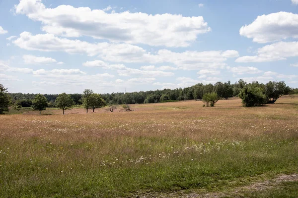 Paesaggio Erica Con Erbe Singoli Alberi — Foto Stock