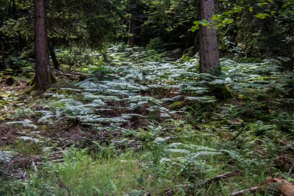 Glade Dans Forêt Avec Des Fougères Sol — Photo