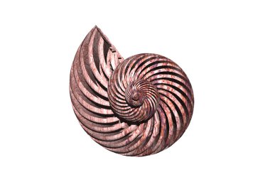 Taş, salyangoz kabuğuna dönüştü.