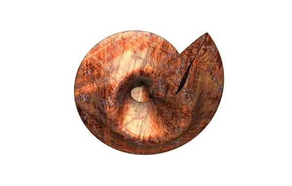 Coquilles Escargot Spirale Pierre Avec Structure — Photo