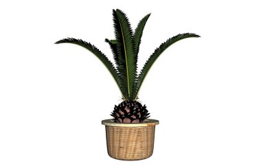 Çiçek saksısında yeşil yapraklar olan Aloe Vera bitkisi