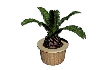 Çiçek saksısında yeşil yapraklar olan Aloe Vera bitkisi