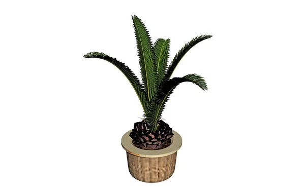 Planta Aloe Vera Con Hojas Verdes Maceta — Foto de Stock