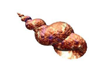 Taş desenli sarmal salyangoz kabuğu