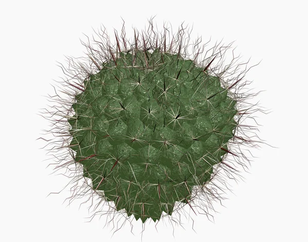 Cactus Esférico Verde Con Espinas Largas — Foto de Stock